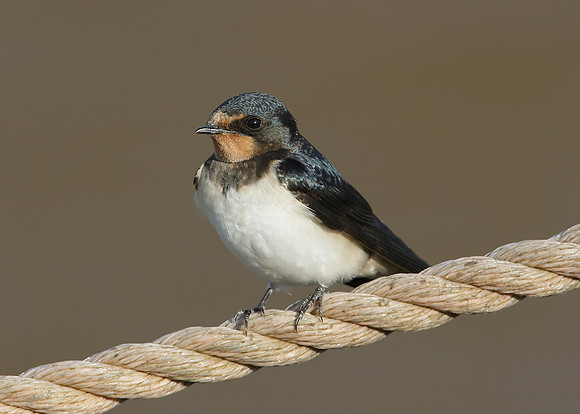 Swallow Hirundo rustica