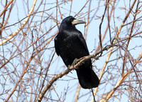 Rook Corvus frugilegus