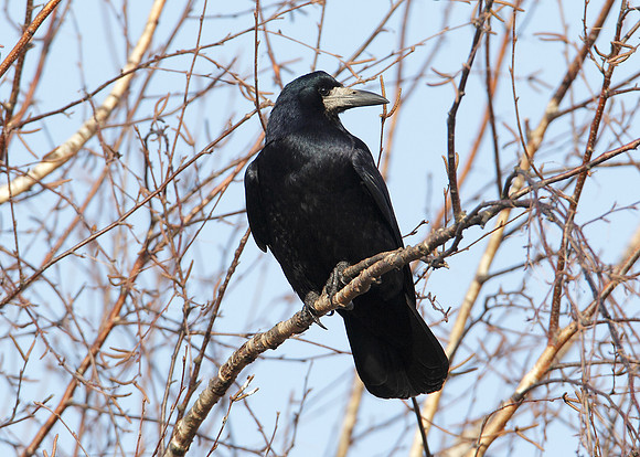 Rook Corvus frugilegus