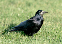 Rook Corvus frugilegus