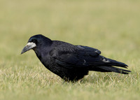 Rook Corvus frugilegus