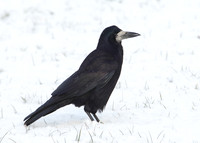 Rook Corvus frugilegus