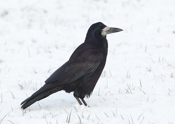 Rook Corvus frugilegus