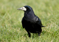 Rook Corvus frugilegus