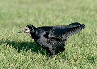Rook Corvus frugilegus