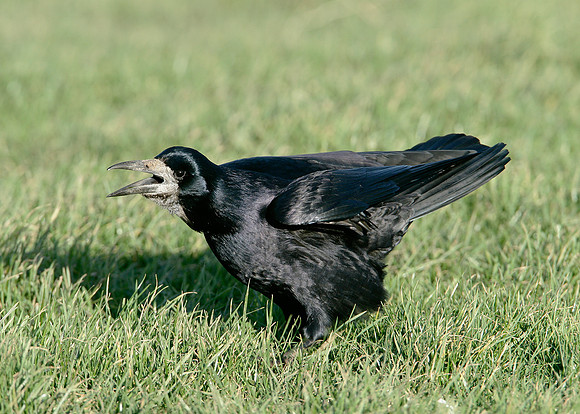Rook Corvus frugilegus