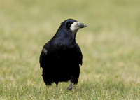 Rook Corvus frugilegus