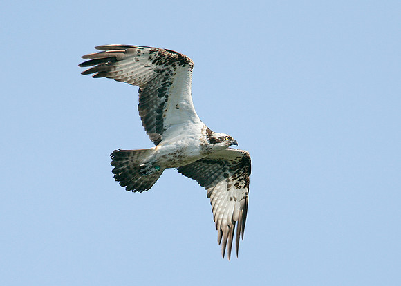 Osprey Pandion haliaetus