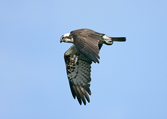 Osprey Pandion haliaetus