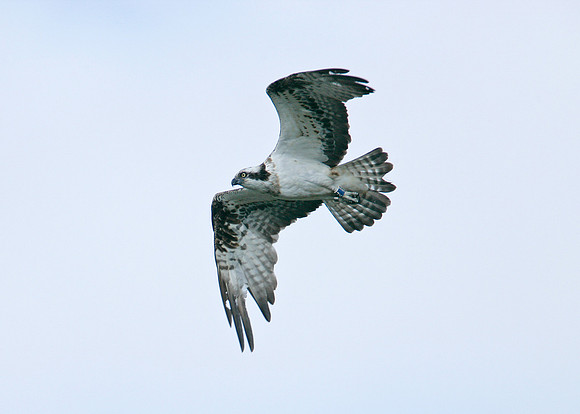 Osprey Pandion haliaetus