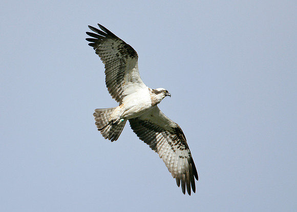 Osprey Pandion haliaetus
