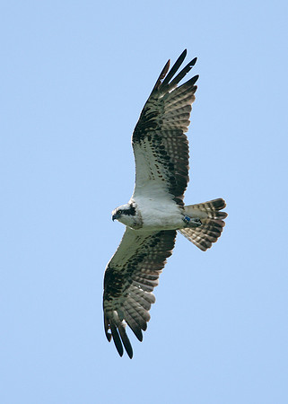 Osprey Pandion haliaetus