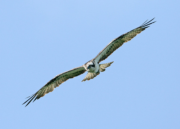Osprey Pandion haliaetus