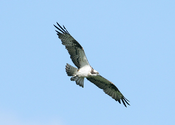 Osprey Pandion haliaetus
