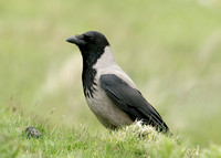 Hooded Crow Corvus corone cornix