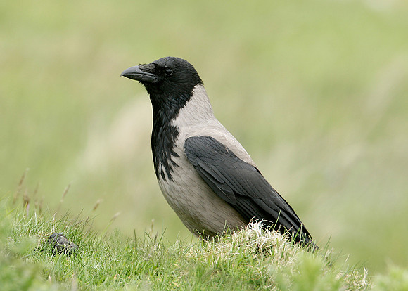 Hooded Crow Corvus corone cornix