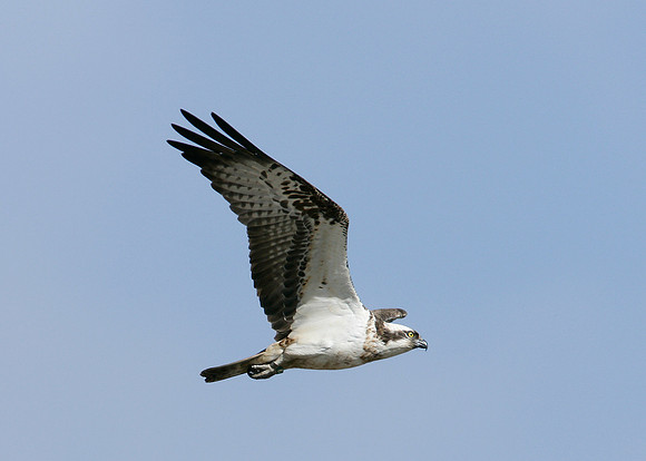 Osprey Pandion haliaetus