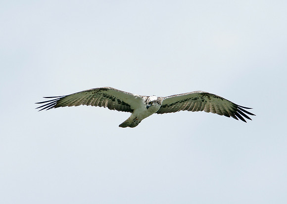 Osprey Pandion haliaetus