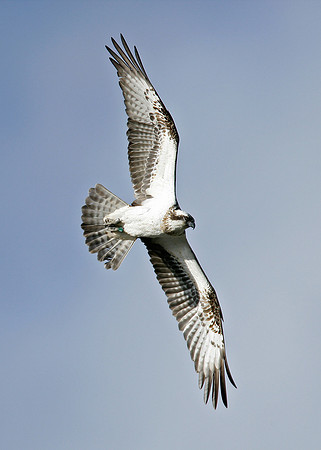 Osprey Pandion haliaetus