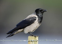 Hooded Crow Corvus corone cornix