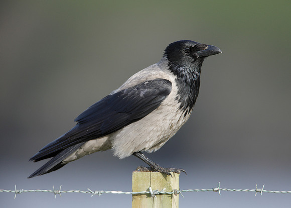 Hooded Crow Corvus corone cornix