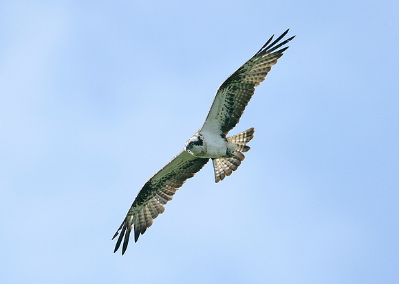 Osprey Pandion haliaetus