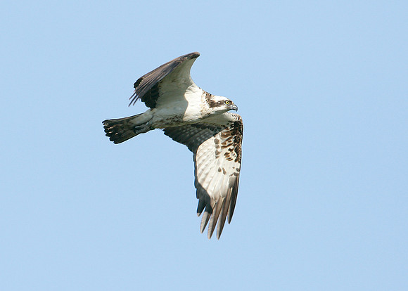 Osprey Pandion haliaetus