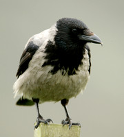 Hooded Crow Corvus corone cornix
