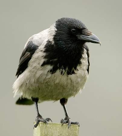 Hooded Crow Corvus corone cornix