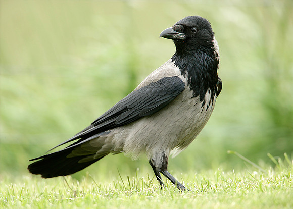 Hooded Crow Corvus corone cornix