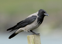 Hooded Crow Corvus corone cornix