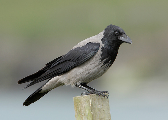 Hooded Crow Corvus corone cornix