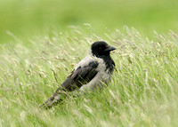 Hooded Crow Corvus corone cornix