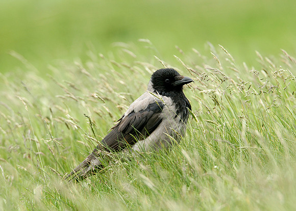 Hooded Crow Corvus corone cornix