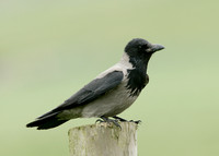 Hooded Crow Corvus corone cornix