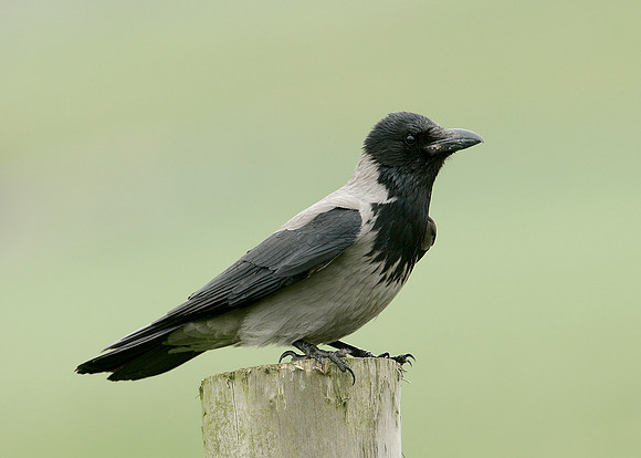 Hooded Crow Corvus corone cornix