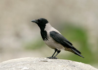 Hooded Crow Corvus corone cornix