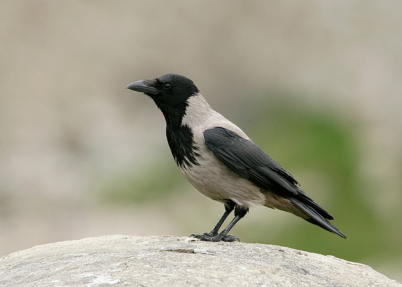 Hooded Crow Corvus corone cornix