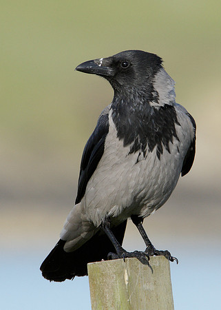 Hooded Crow Corvus corone cornix