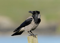 Hooded Crow Corvus corone cornix