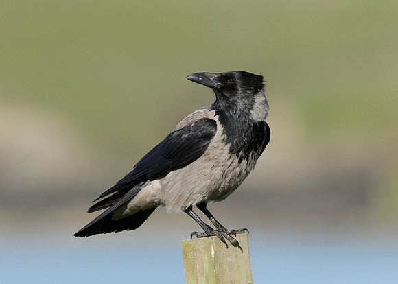Hooded Crow Corvus corone cornix