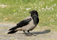Hooded Crow Corvus corone cornix
