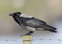 Hooded Crow Corvus corone cornix