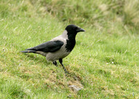 Hooded Crow Corvus corone cornix