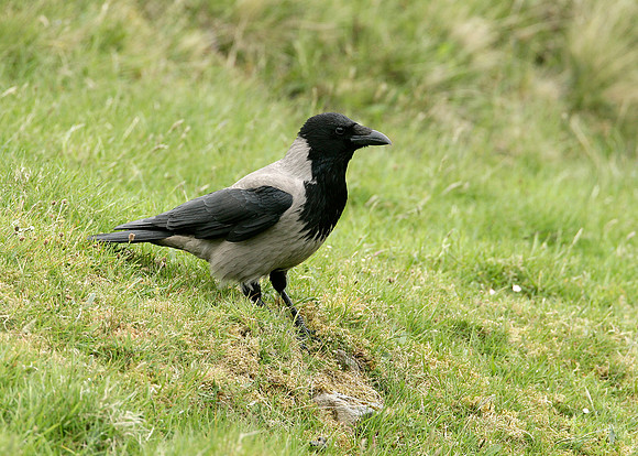 Hooded Crow Corvus corone cornix