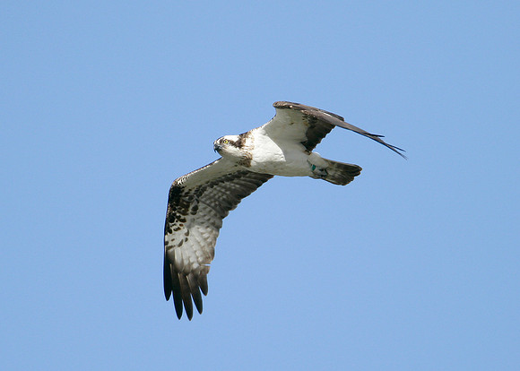 Osprey Pandion haliaetus