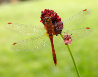Ruddy Darter Sympetrum sanguineum