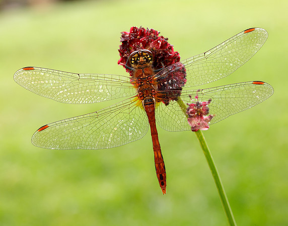 Ruddy Darter Sympetrum sanguineum