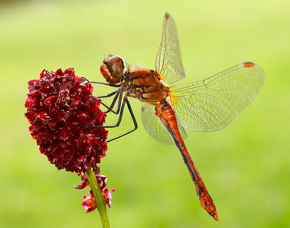 Ruddy Darter Sympetrum sanguineum