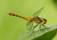 Ruddy Darter Sympetrum sanguineum
